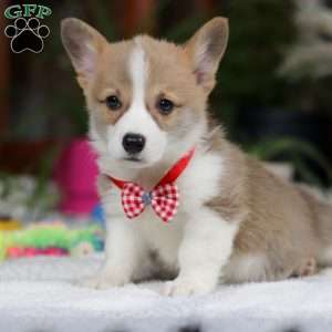 Jerry, Pembroke Welsh Corgi Puppy